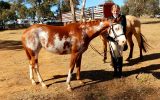 Registered Paint Filly on HorseYard.com.au (thumbnail)