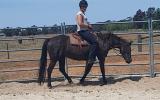 Heritage listed stockhorse mare on HorseYard.com.au (thumbnail)