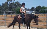 Heritage listed stockhorse mare on HorseYard.com.au (thumbnail)