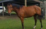 Quiet stunning bay gelding on HorseYard.com.au (thumbnail)