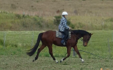 Quiet stunning bay gelding on HorseYard.com.au (thumbnail)