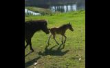 Miniature mare and foal  on HorseYard.com.au (thumbnail)