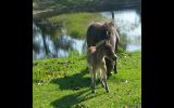 Miniature mare and foal  on HorseYard.com.au (thumbnail)