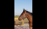 3yo QH x TB Gelding on HorseYard.com.au (thumbnail)