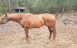 6yo thoroughbred stallion on HorseYard.com.au (thumbnail)