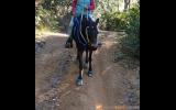 13.3hh mare on HorseYard.com.au (thumbnail)