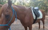 6yo TB stallion on HorseYard.com.au (thumbnail)