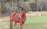 2 Horses free to good home on HorseYard.com.au (thumbnail)