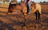 Lovely natured roan QH gelding on HorseYard.com.au (thumbnail)