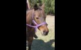 Gorgeous pony mare on HorseYard.com.au (thumbnail)
