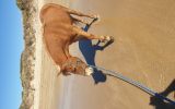 Arab riding pony on HorseYard.com.au (thumbnail)
