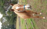 Arab riding pony on HorseYard.com.au (thumbnail)