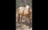 2 x mares on HorseYard.com.au (thumbnail)