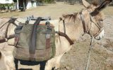Donkey for sale 12.5 hand standard bred on HorseYard.com.au (thumbnail)