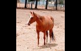 Quarter Horse mare by Ima Cool Seeker (imported) on HorseYard.com.au (thumbnail)