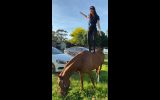 Lovely 14.2hh quarter horse allrounder  on HorseYard.com.au (thumbnail)