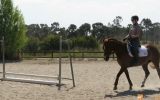 Lovely 14.2hh quarter horse allrounder  on HorseYard.com.au (thumbnail)