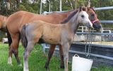 Australian/welsh pony  on HorseYard.com.au (thumbnail)