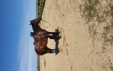 TB mare on HorseYard.com.au (thumbnail)