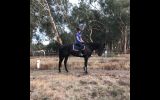 Eventing Prospect- All Rounder on HorseYard.com.au (thumbnail)