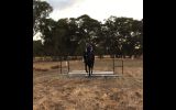 Eventing Prospect- All Rounder on HorseYard.com.au (thumbnail)