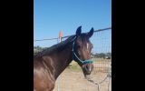 Ride or breed on HorseYard.com.au (thumbnail)