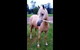 Welsh D Filly on HorseYard.com.au (thumbnail)