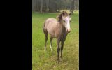 Australian/welsh pony  on HorseYard.com.au (thumbnail)