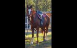 Australian Stock x Thoroughbred  on HorseYard.com.au (thumbnail)