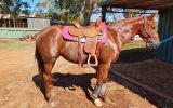 Lovely Stock Horse Mare  on HorseYard.com.au (thumbnail)