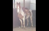 lease with option to buy on HorseYard.com.au (thumbnail)