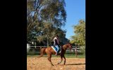 Ms  on HorseYard.com.au (thumbnail)