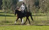 Eventing/Jumping Prospect  on HorseYard.com.au (thumbnail)