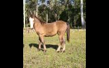 Australian/welsh pony  on HorseYard.com.au (thumbnail)