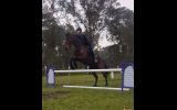 Eventing/Jumping Prospect  on HorseYard.com.au (thumbnail)