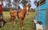 Registered paint mare on HorseYard.com.au (thumbnail)