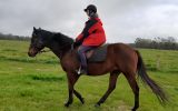 Easygoing OTTB- great trail horse prospect on HorseYard.com.au (thumbnail)