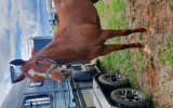 Lovely Stock Horse Mare  on HorseYard.com.au (thumbnail)