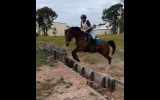 Reg QH Mare on HorseYard.com.au (thumbnail)