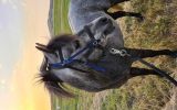 12hh Reg. Australian Pony on HorseYard.com.au (thumbnail)