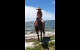 QUALITY MARE on HorseYard.com.au (thumbnail)