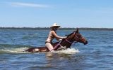 QUALITY MARE on HorseYard.com.au (thumbnail)