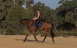 QUALITY MARE on HorseYard.com.au (thumbnail)