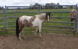 Paint appy mare. on HorseYard.com.au (thumbnail)