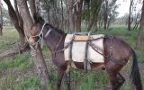 Mule for sale on HorseYard.com.au (thumbnail)