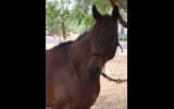 ASH x TB Gelding for Sale on HorseYard.com.au (thumbnail)