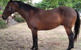 ASH x TB Gelding for Sale on HorseYard.com.au (thumbnail)