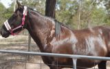  percheron mare on HorseYard.com.au (thumbnail)