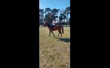 Standardbred Mare on HorseYard.com.au (thumbnail)