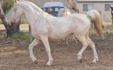 Part bred Arabian  on HorseYard.com.au (thumbnail)